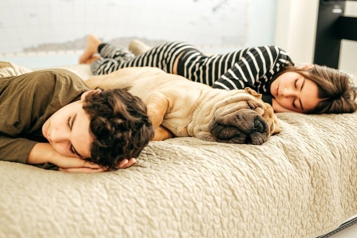 Do Our Pets Dream? Do Our Pets Dream?