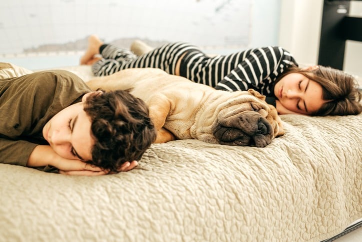 Do Our Pets Dream? Do Our Pets Dream?